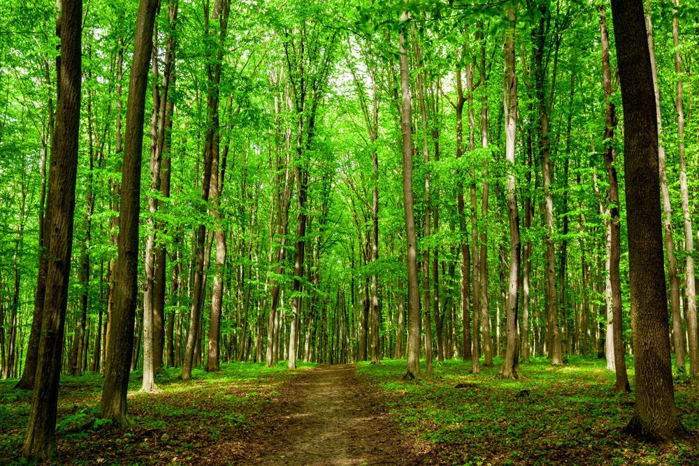 膠合板行業迎來革命性突破 真正的無醛無苯板材膠正式來臨，重塑裝飾家具板材新標準